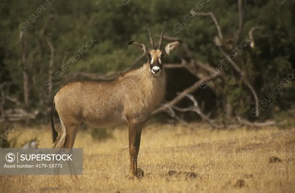 Roan Antelope (Hippotragus equinus) Hwange, Zimbabwe