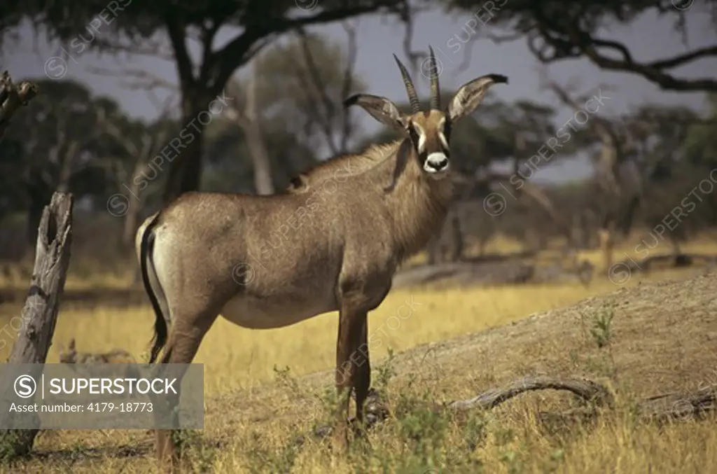 Roan Antelope (Hippotragus equinus) Hwange, Zimbabwe