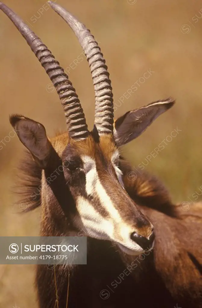 Sable Antelope, (Hippotragus niger), Hwange Zimbabwe, Africa