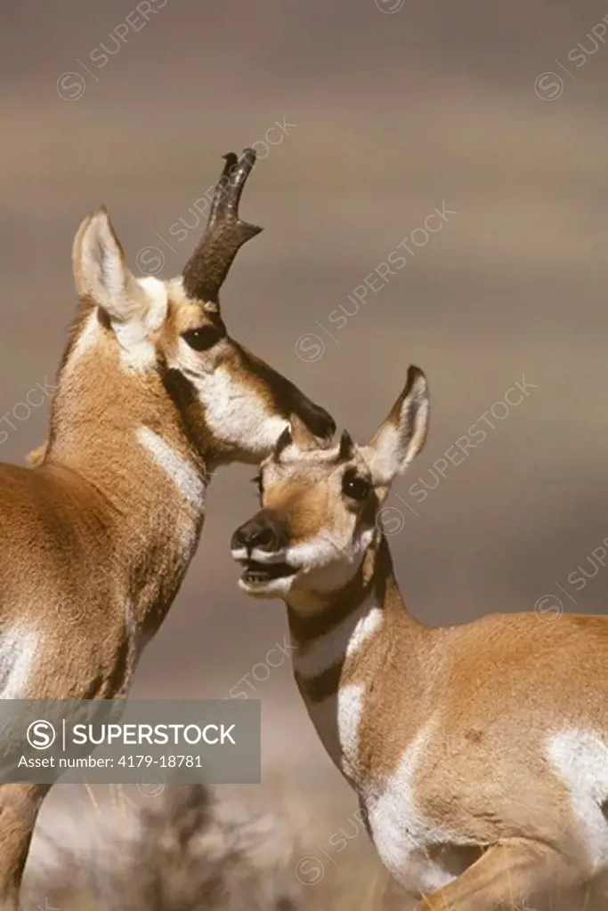 Pronghorn Antelope, pair, (Antilocapra americana) on grassy ridgetop, MT