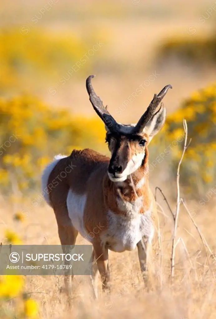 Pronghorn Antelope (Antilocapra americana) Buck, Antelope Island, Utah