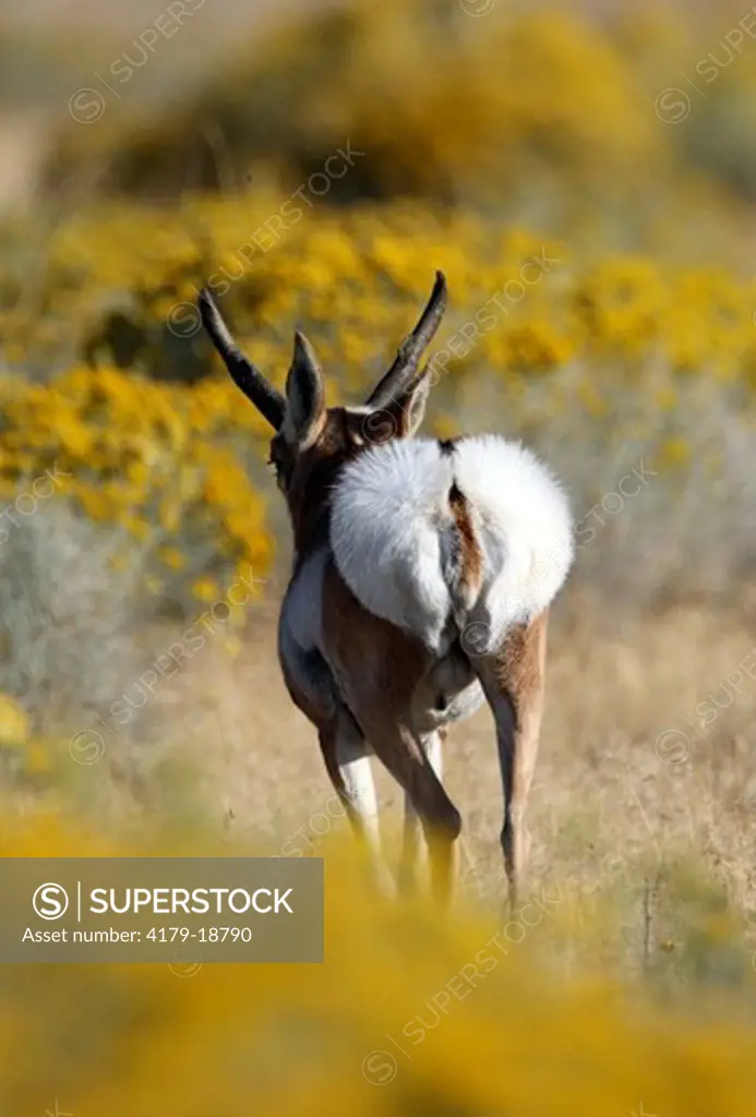Pronghorn Antelope (Antilocapra americana) Buck running with flaired butt to alert oter Antelope of danger Antelope Island, Utah