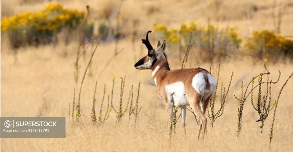 Pronghorn Antelope (Antilocapra americana) Buck Antelope Island, Utah