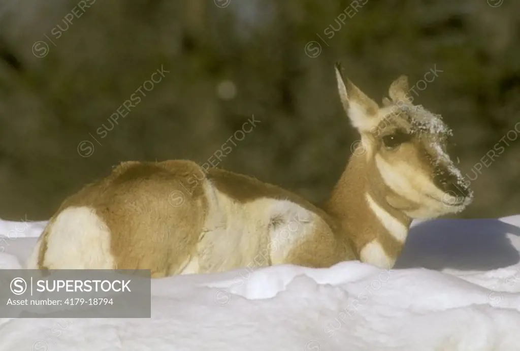 Pronghorn (Antilocapra americana) Montana