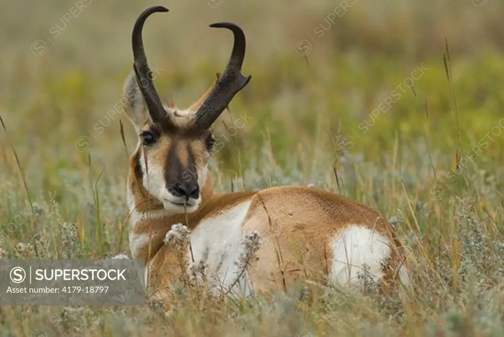 Pronghorn antelope buck (Antilocapra americana) bedded down, ruminating. Custer State Park, South Dakota.  Late October.