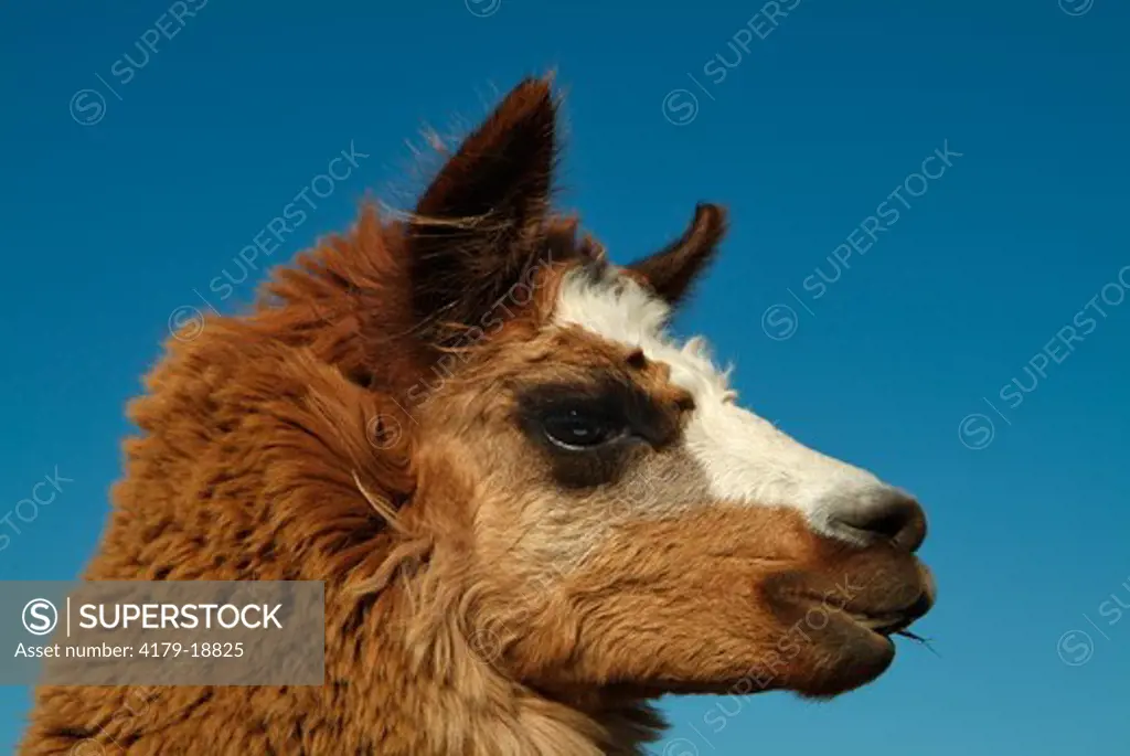 Alpaca (Lama pacos) bred for Wool, Edithburgh, South Australia