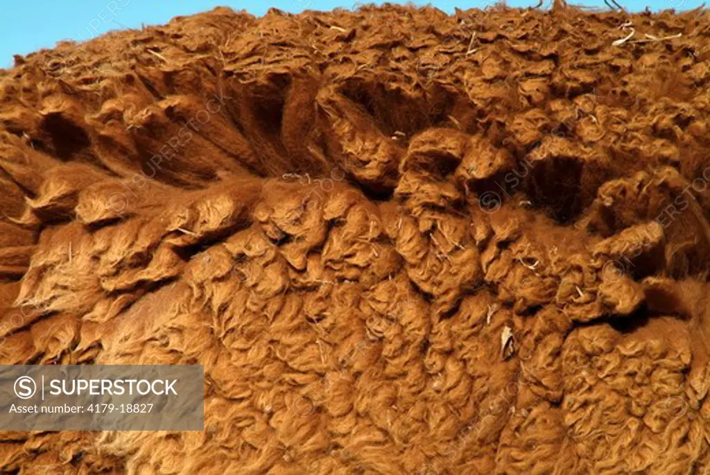 Wool of Alpaca (Lama pacos) Edithburgh, South Australia