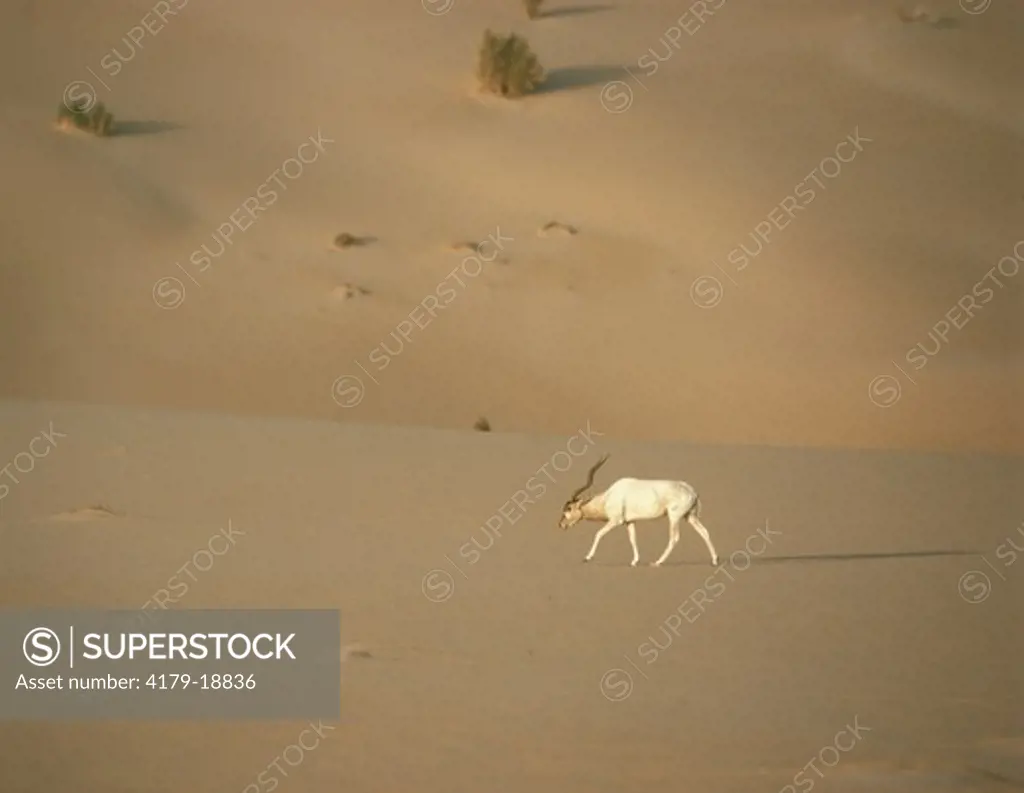 Addax Antelope male at sunset (Addax nasomaculatus) Sahara Niger Tenere