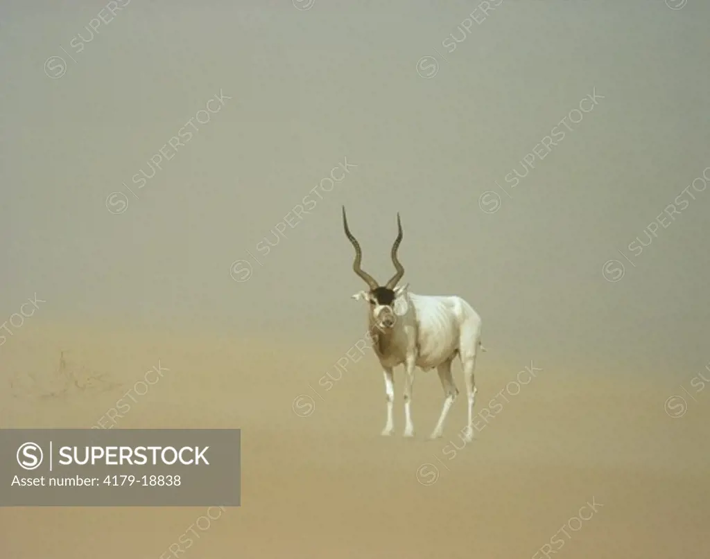 Addax Antelope in sandstorm (Addax nasomaculatus) male Sahara Niger Tenere