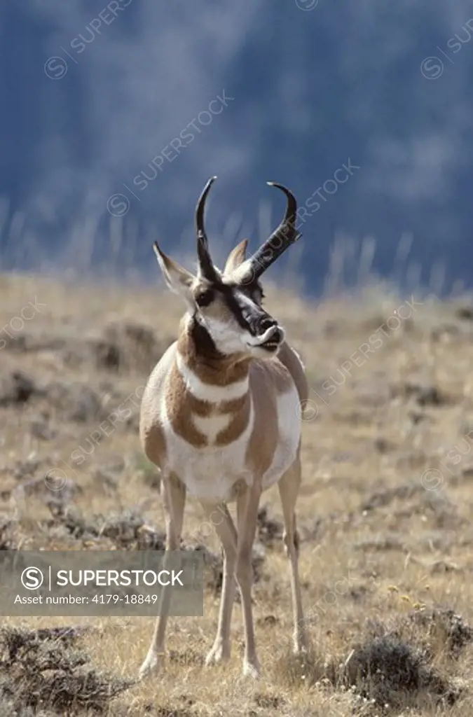 Pronghorn (Antilocapra americana) Buck doing lip-curl