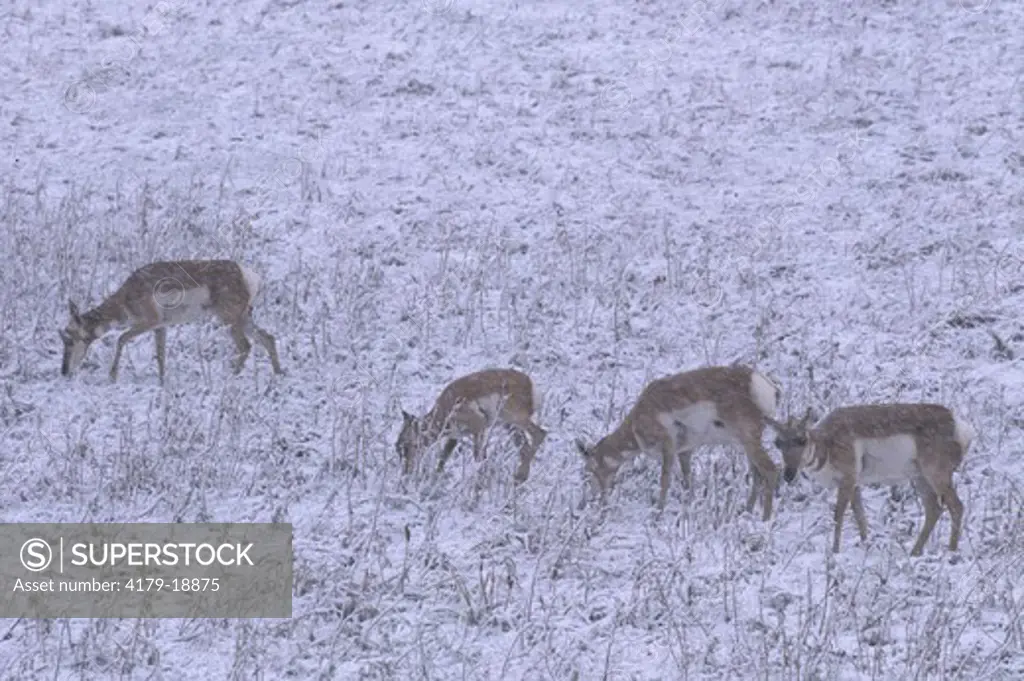 Pronghorn (Antilocapra americana) Does and Fawns in Fall Snowstorm