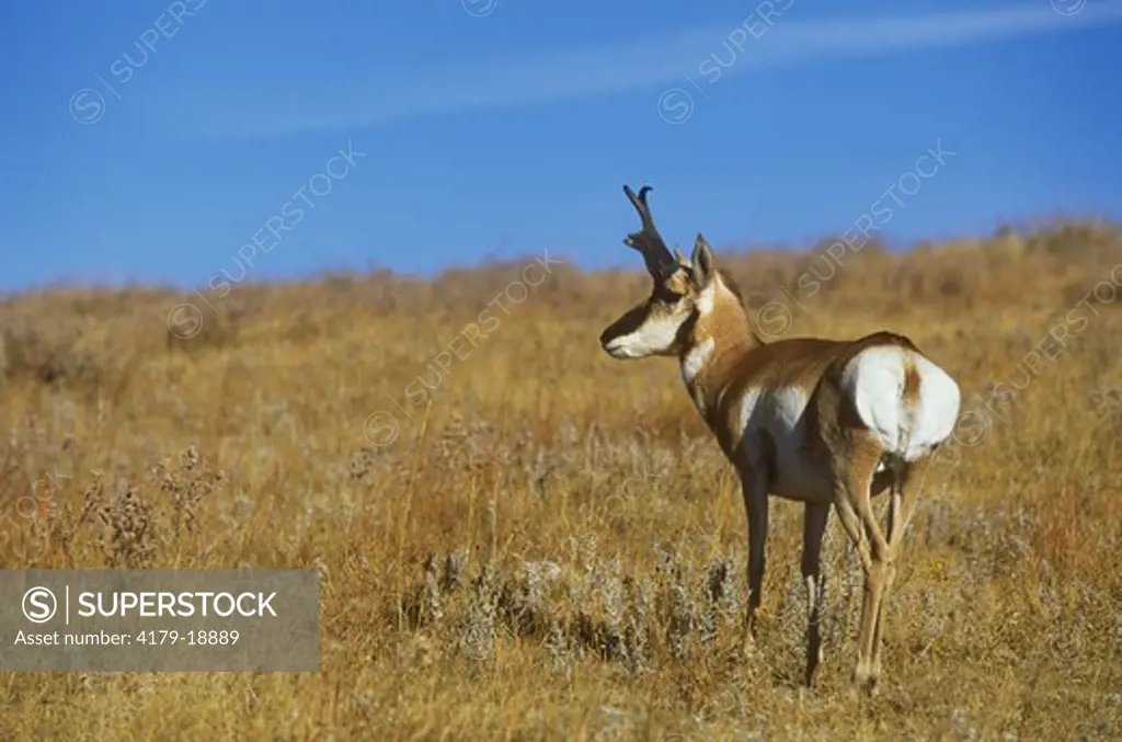 Pronghorn (Antilocapra americana) Buck during Rut, Custer State Park, South Dakota
