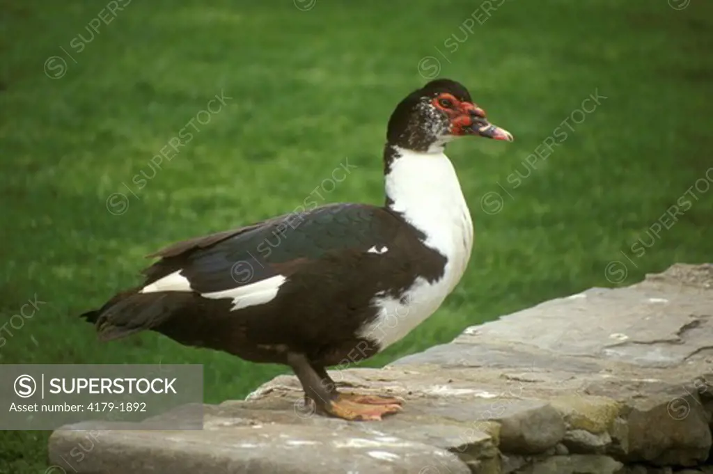 Muscovy Duck  (Cairina moschata), RI, Rhode Island