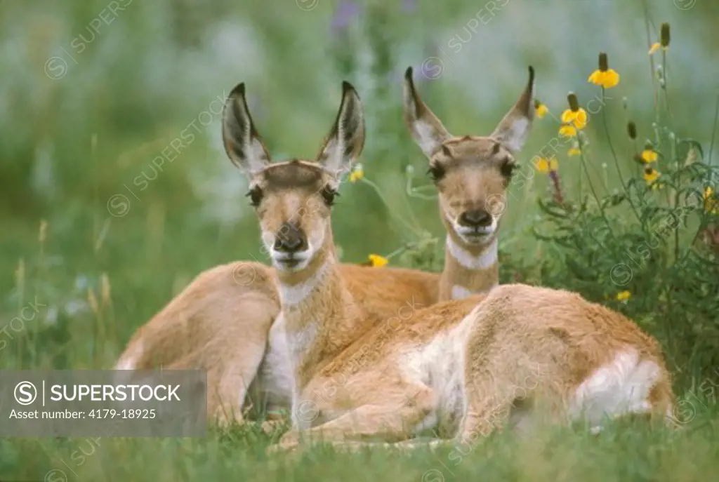 Pronghorn Antelope Fawns (Antilocapra americana), Black Hills/Custer S.P., SD
