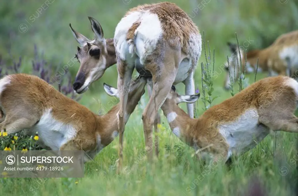 Antelope Twin Fawns nursing (Antilocapra americana) SD Custer SP, Black Hills