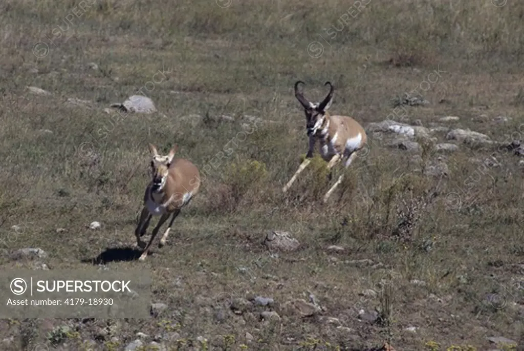 Pronghorn Buck chasing Doe (Antilocarpa americana) SD Black Hills, Custer SP