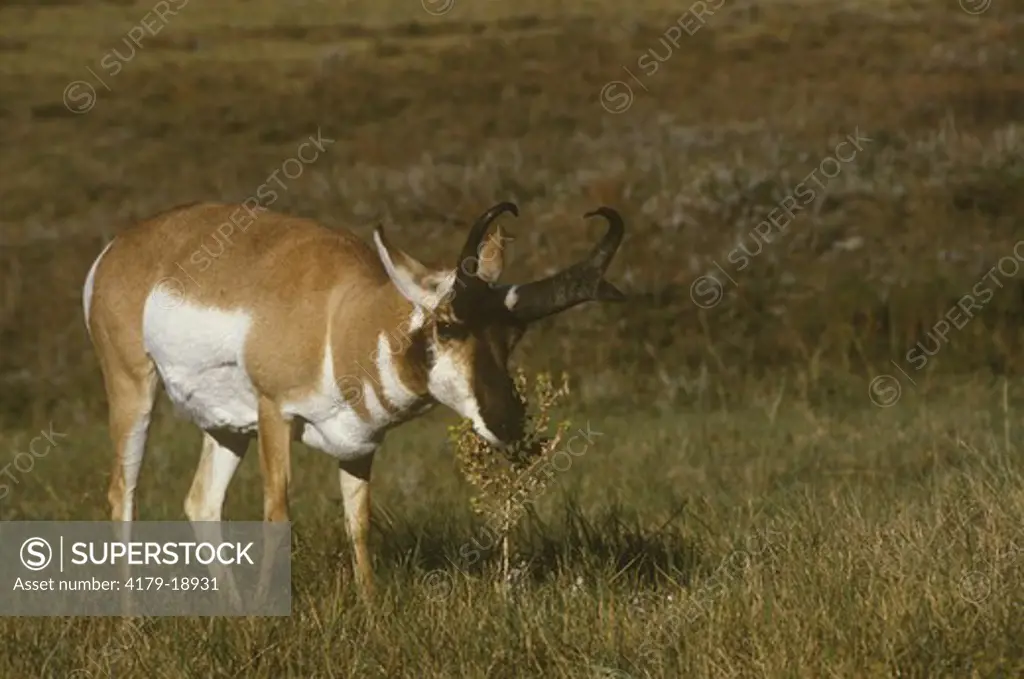 Pronghorn Antelope buck (Antilocapra americana) Black Hills, Custer SP, SD, South Dakota