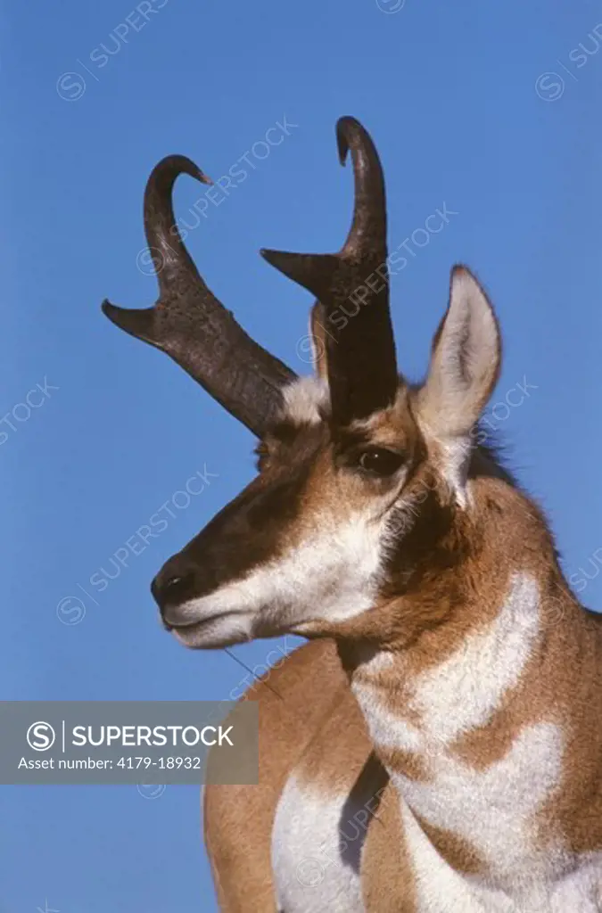 Antelope buck (Antilocapra americana) Black Hills Custer State Park, SD