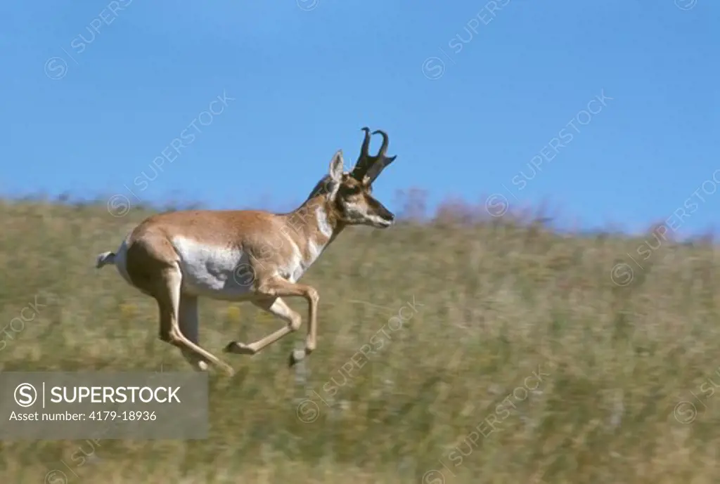 Antelope buck running (Antilocapra americana) Black Hills Custer S.P., SD