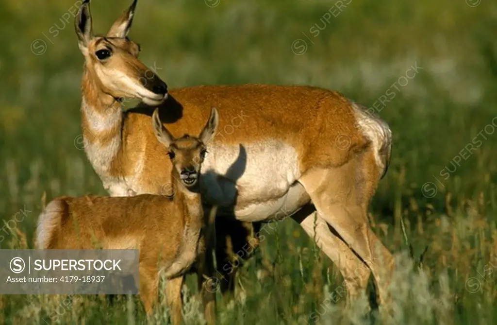 Pronghorn Antelope with Fawn, Custer SP, SD (Antilocapra americana)