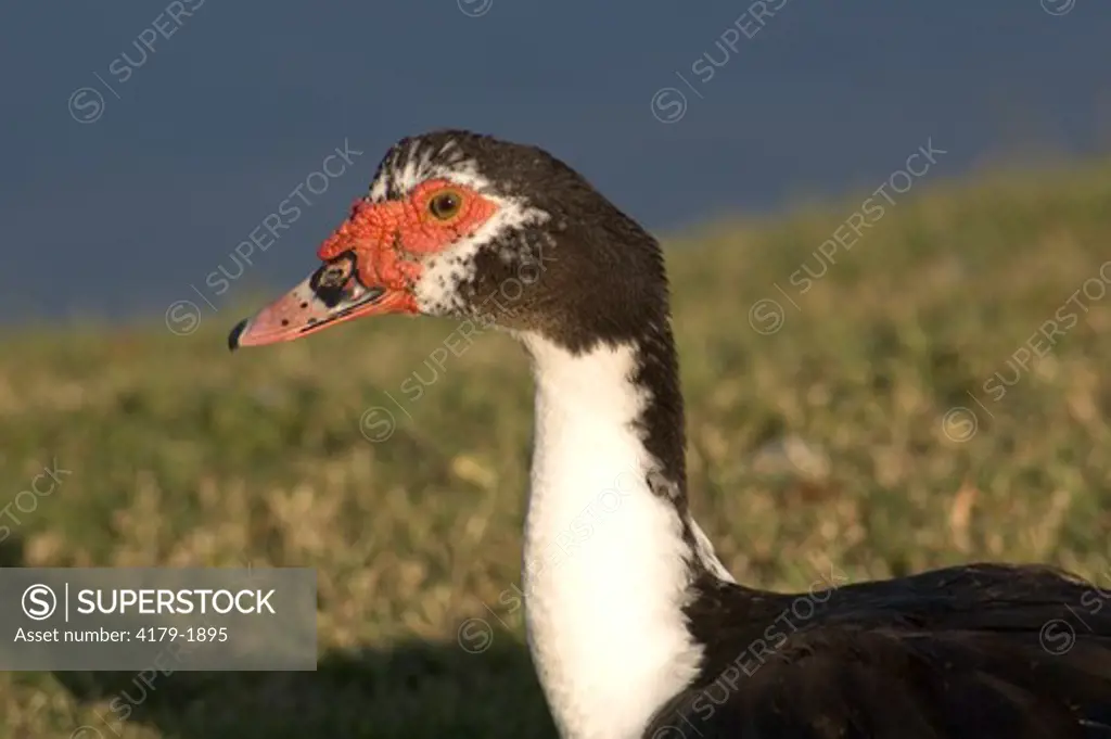 Muscovy Duck (Cairina moschata) Marco Island,Fl