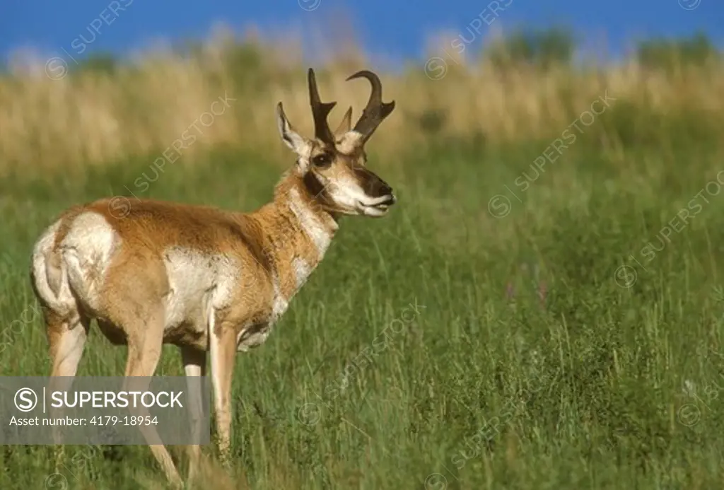 Pronghorn Antelope Buck, Wind Cave NP, SD (Antilocapra americana)