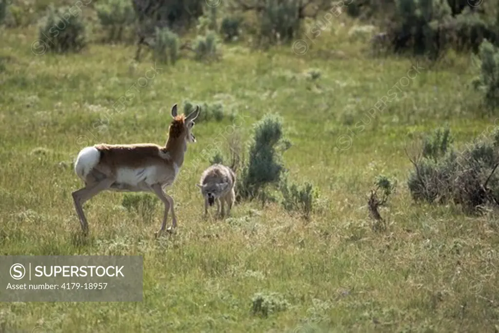 Coyote being chased by Antelope protecting her new born fawn in Yellowstone National Park