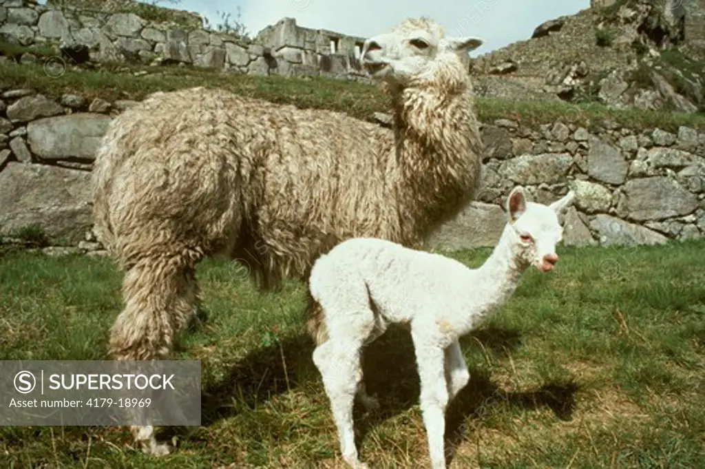 Alpaca female & young (Lama alpaca) Machu Pichu - Peru
