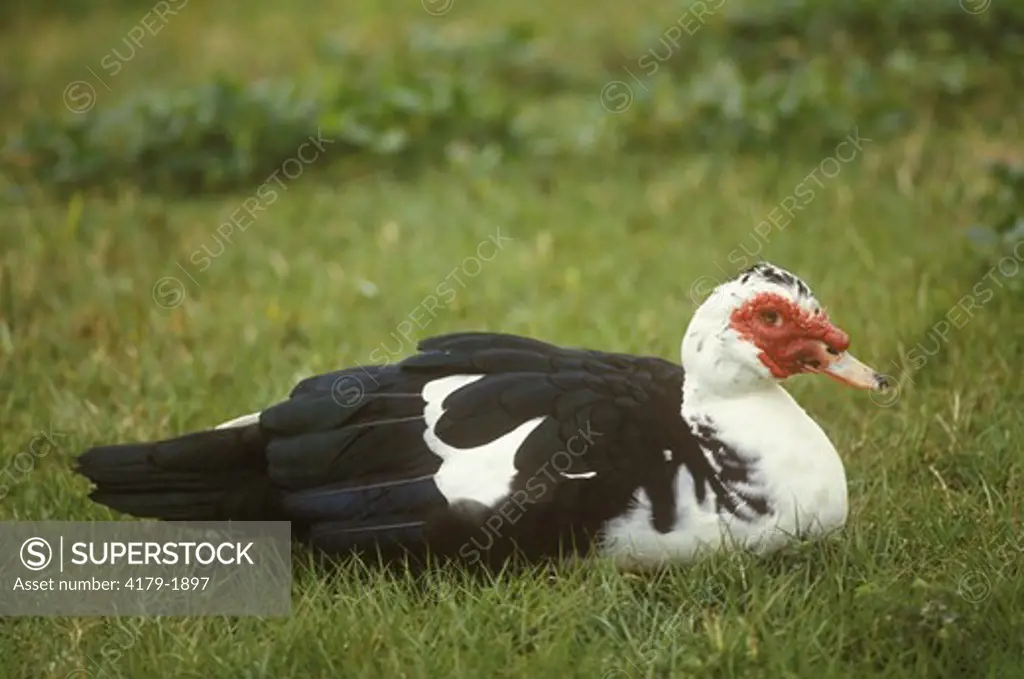 Muscovy Duck, note colorful fleshy Growth on Face, nuisance sp., Florida