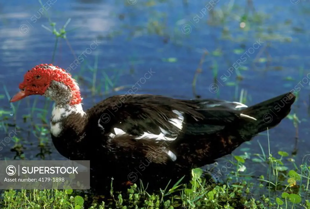 Muscovy Duck          Male (Cairina moschata) Winter SW FL