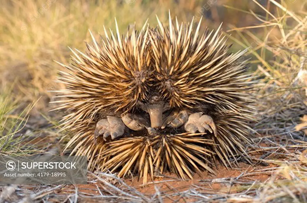 Short-beaked Echidna  (Tachyglossus aculeatus) Rolled in a ball for protection, Cape Range National Park, Western Australia, Shrubland, October