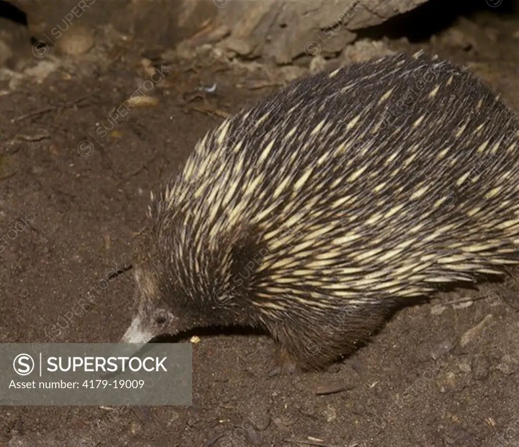 Spiny Anteater or Echidna (Tachyglossus aculeatus) Australia
