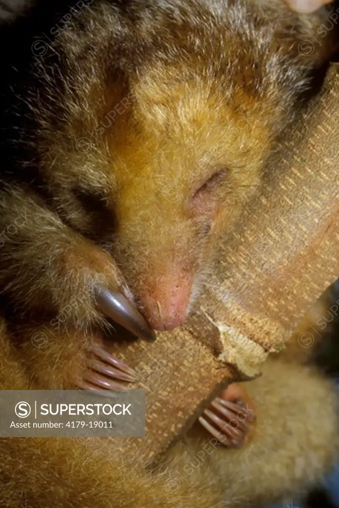 Silky Anteater (Cyclopes didactylus) Magui, Payau , Cauca