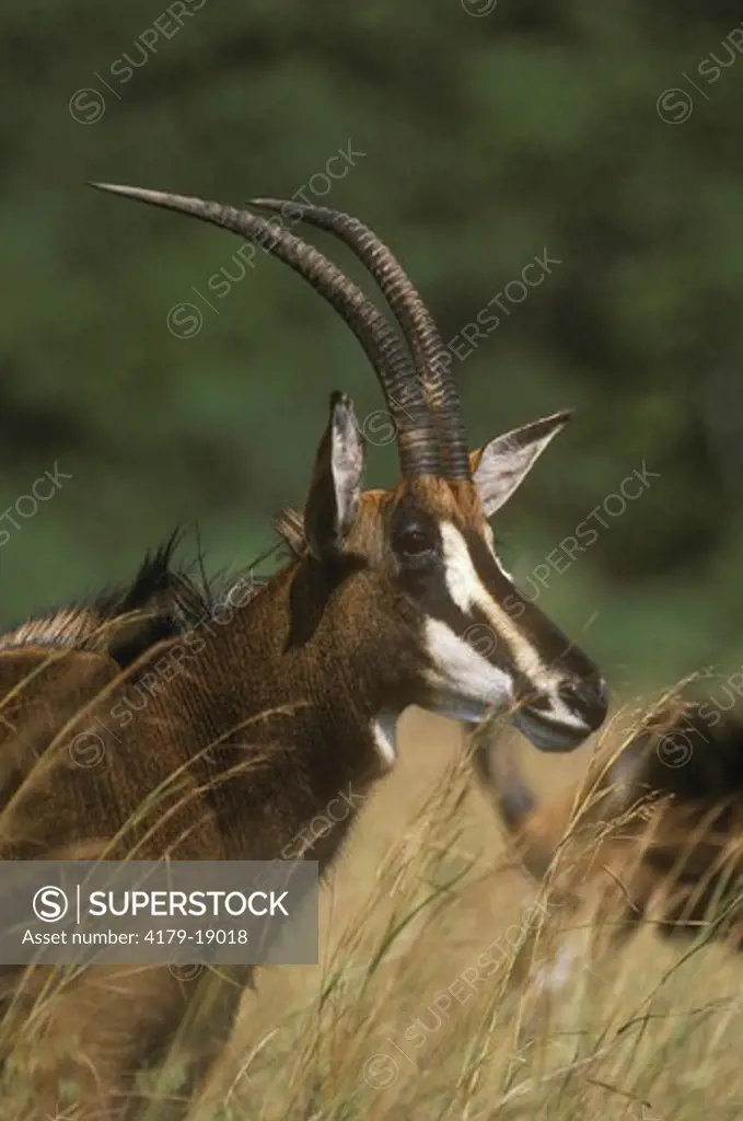 Sable Antelope (Hippotragus nigger) Shimba Hills, Kenya