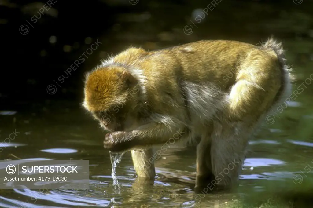 Barbary Ape drinking (Macaca sylvanus)