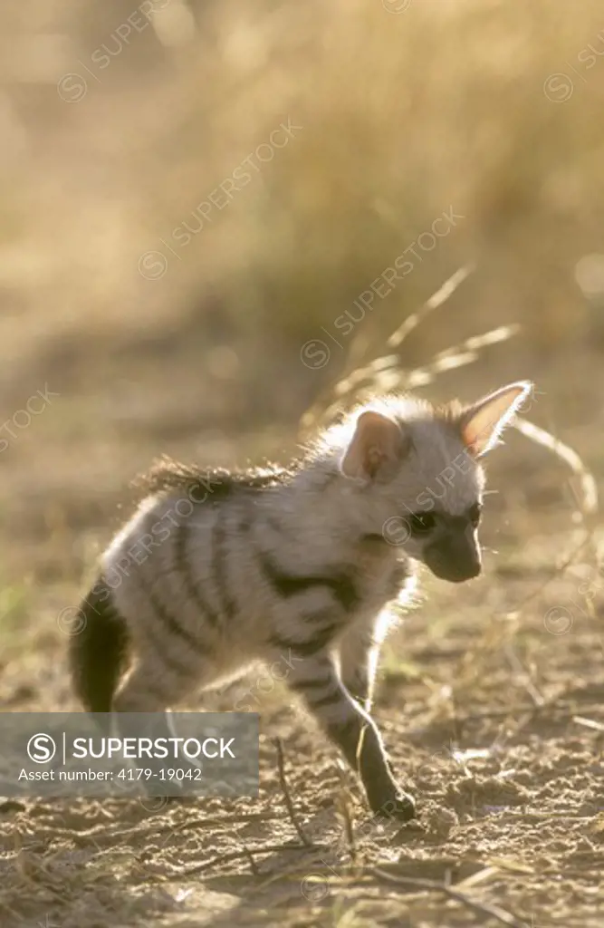 Aardwolf Pup (Proteles cristatus), Game Sanctuary, Namibia