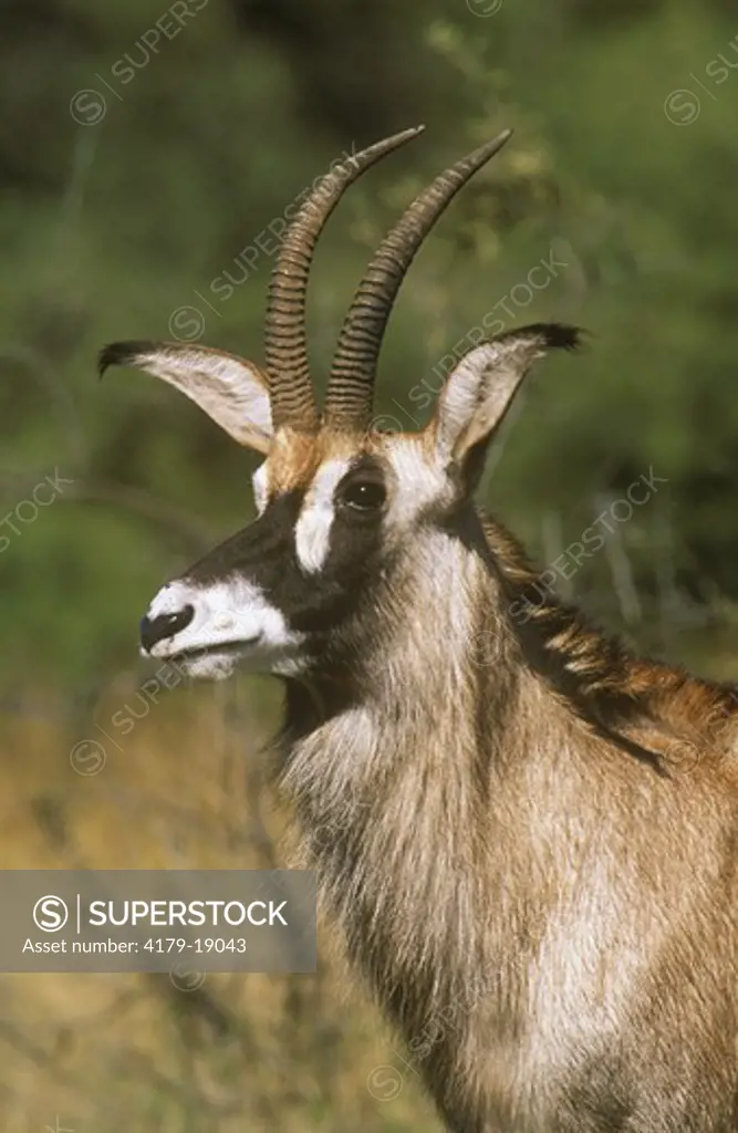 Roan Antelope (Hippotragus equinus), Bull, N. Province, S. Africa