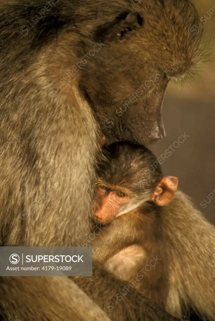 Chacma Baboon (Papio ursinus) with young, Kruger Park, S. Africa