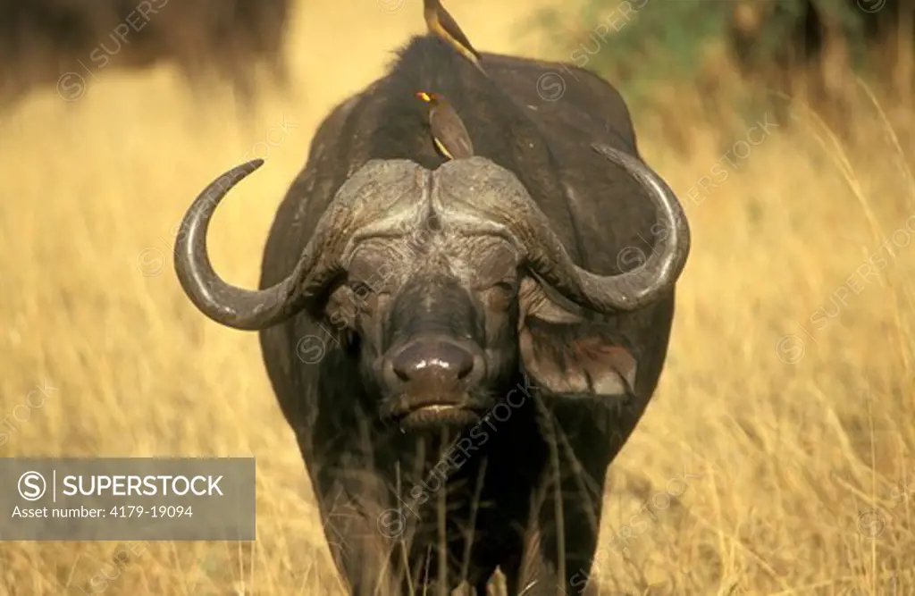Buffalo (Syncerus caffer) Hwange, Zimbabwe