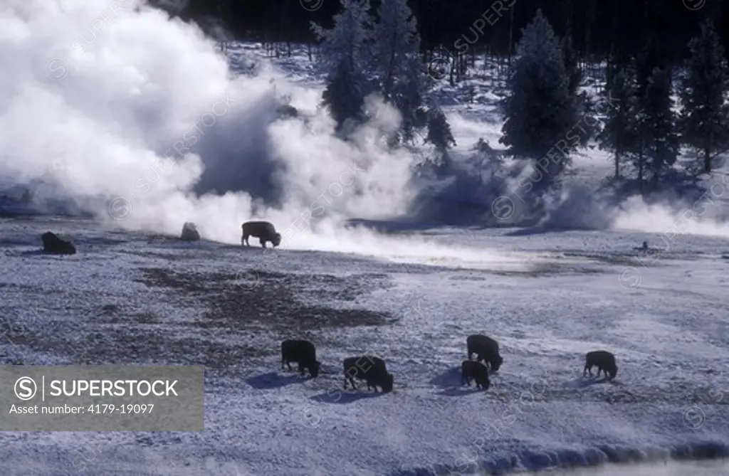 Bison / Buffalo (Bison bison) Yellowstone, USA, Winter