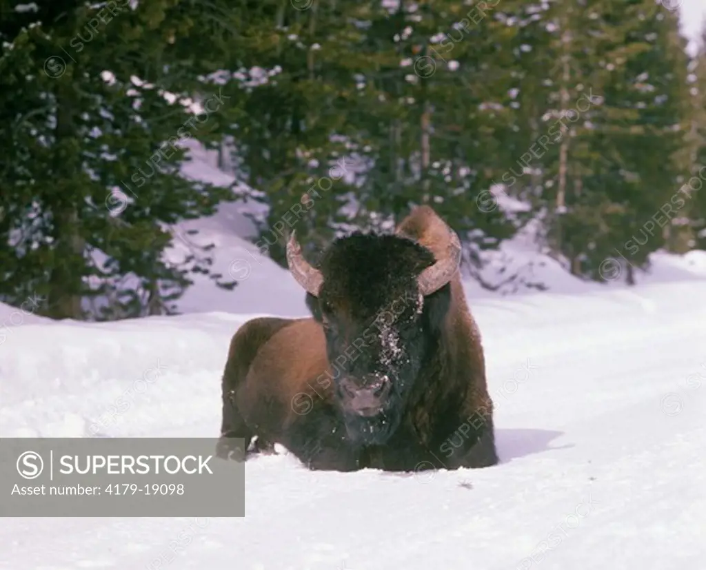 Bison aka Buffalo (Bison bison)  Winter Yellowstone