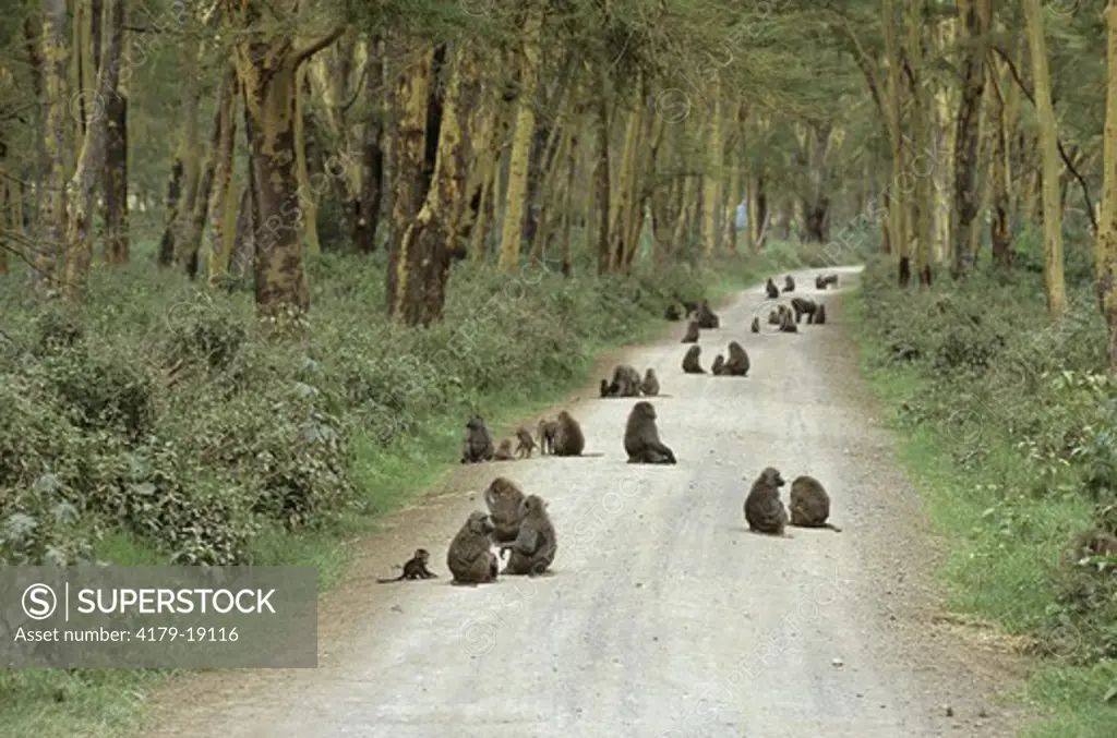 Yellow Baboon Troop on Road (Papio cynocephalus), Lake Nakuru NP, Kenya
