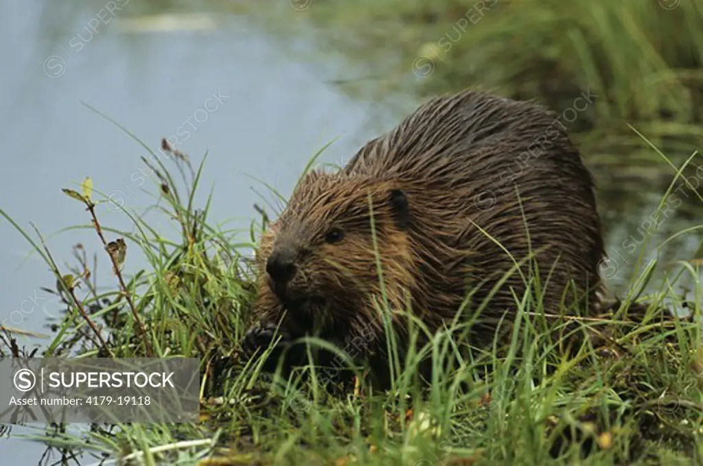 N.A. Beaver near Pond (Castor canadensis), Denali NP, Alaska