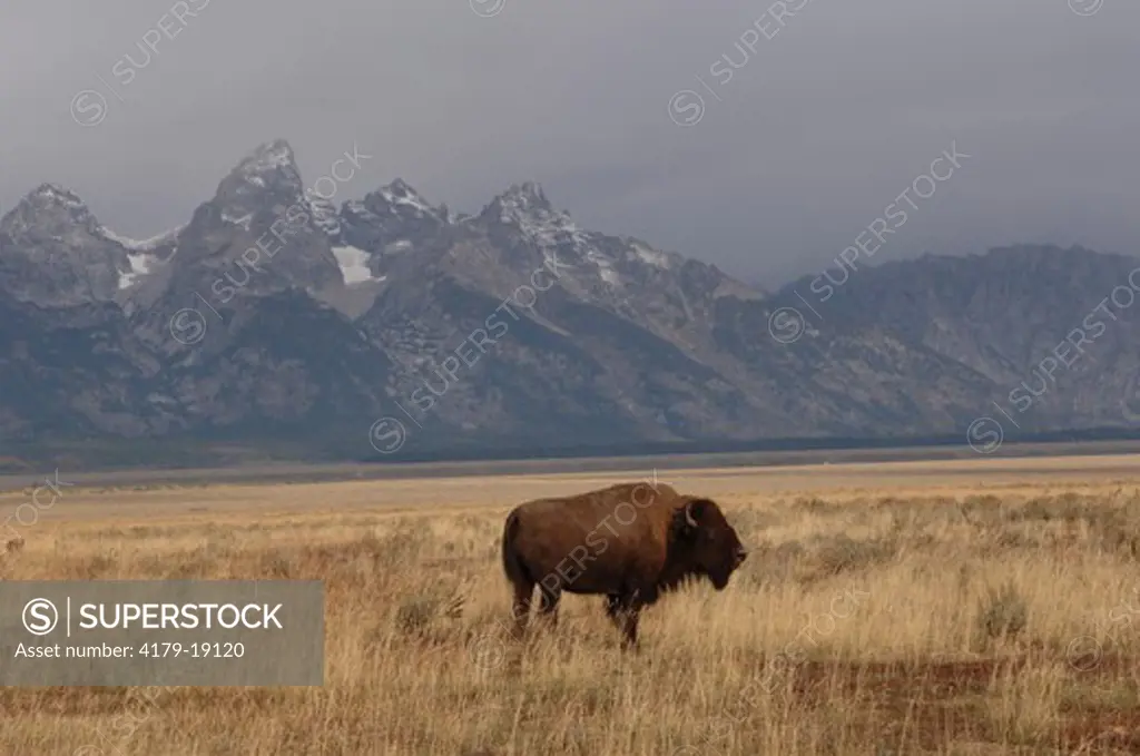 American Bison (Bison bison) Grand Teton National Park, Wyoming, September,  digital capture