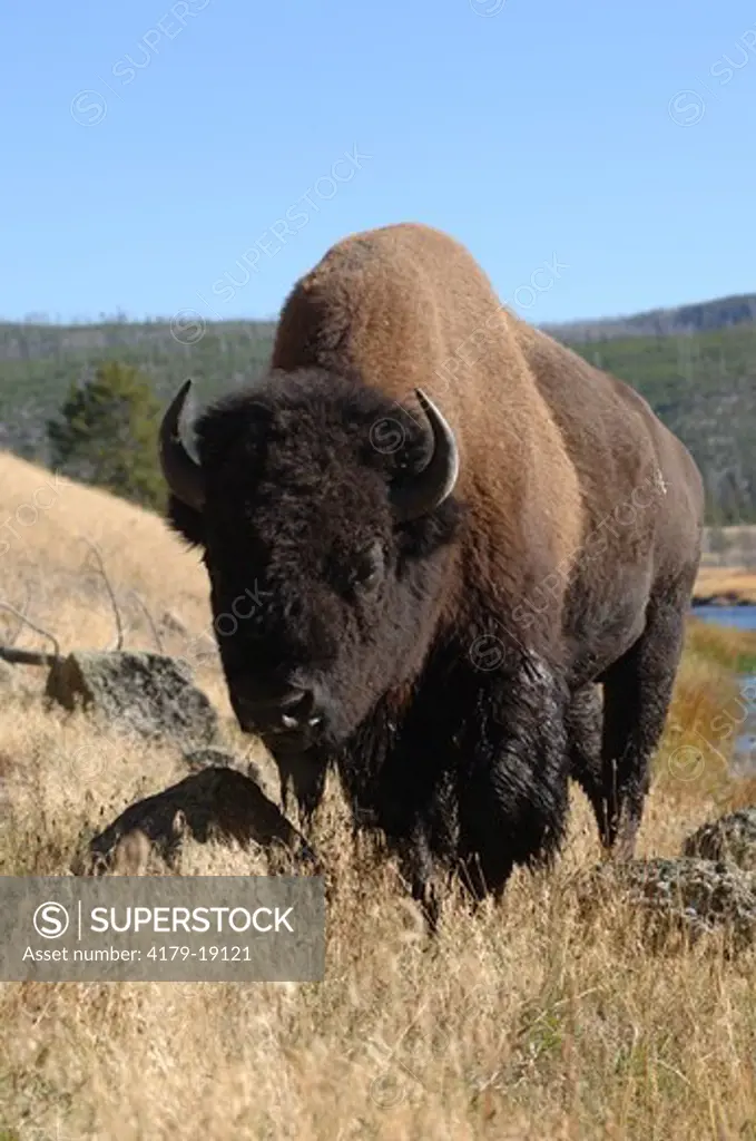Bison (Bison bison)  Yellowstone Natl Park, Wyoming, September, digital capture
