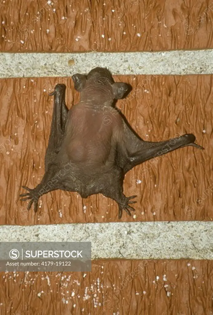 Baby Big Brown Bat (Eptesicus fuscus)