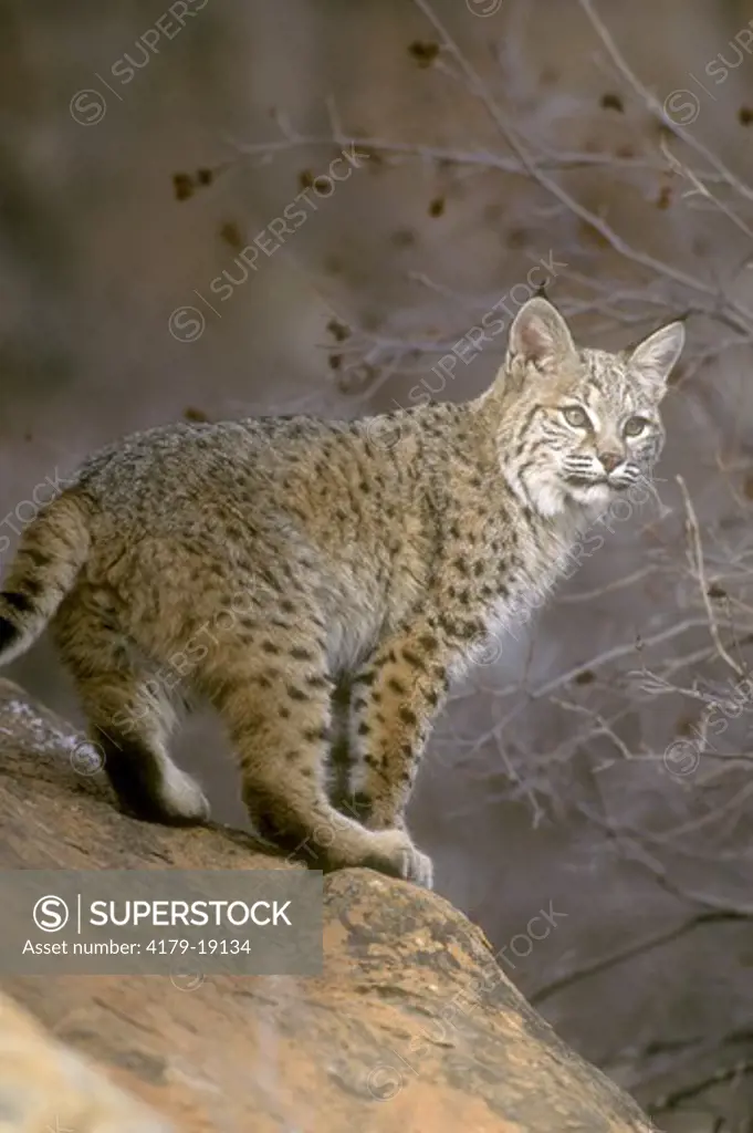 Bobcat balance on redrock (Lynx rufus) captive Spanish Fork Utah