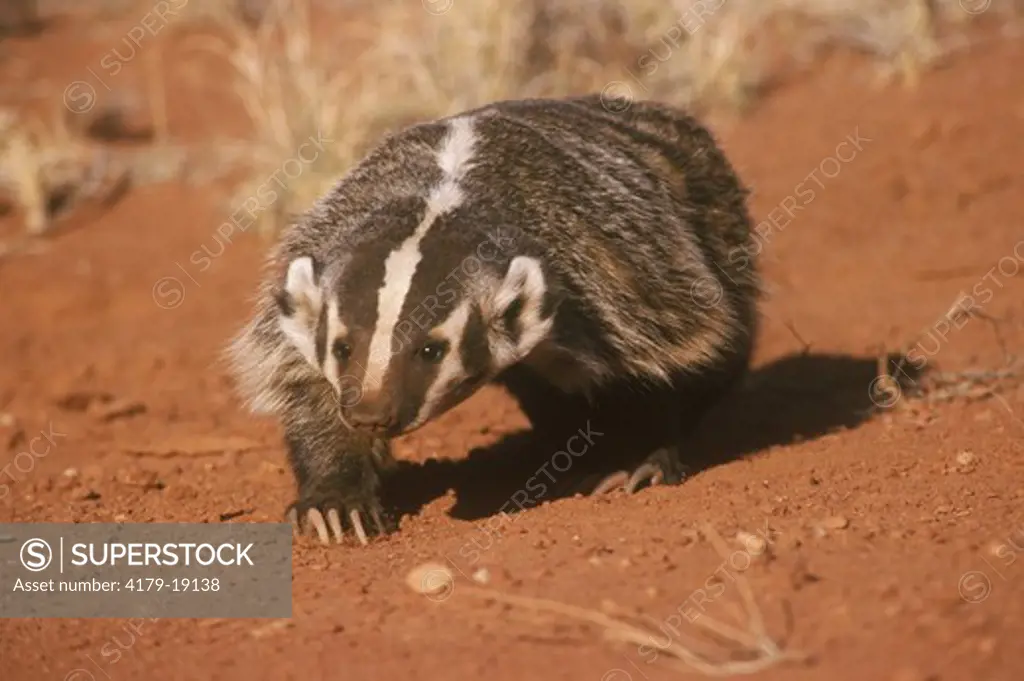American Badger (Taxidea taxus) (CAP) walking on red dirt near Moab, Utah
