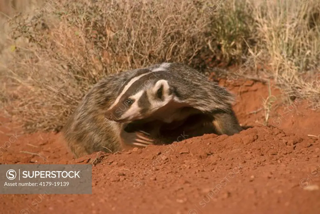 American Badger (Taxidea taxus) (CAP) digging at base of redrock cliff near Moab, UT