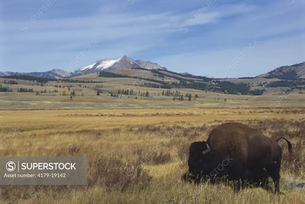 Bison (B. bison), Yellowstone NP, grasslands, Wyoming